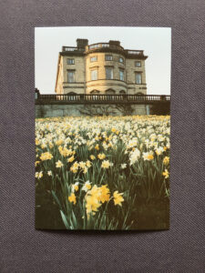 BHC Daffodils postcard
