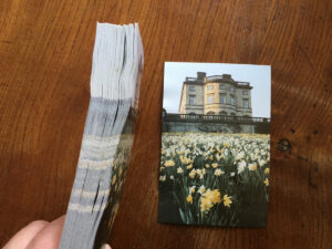 Daffodils at Bretton Hall postcards