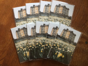 Daffodils at Bretton Hall postcards